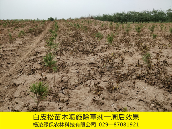 ��Ƥ����ľ���W(xu��)����Ч��3